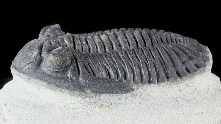 Hollardops Trilobite - Nice Detail & Excellent Eyes #57780